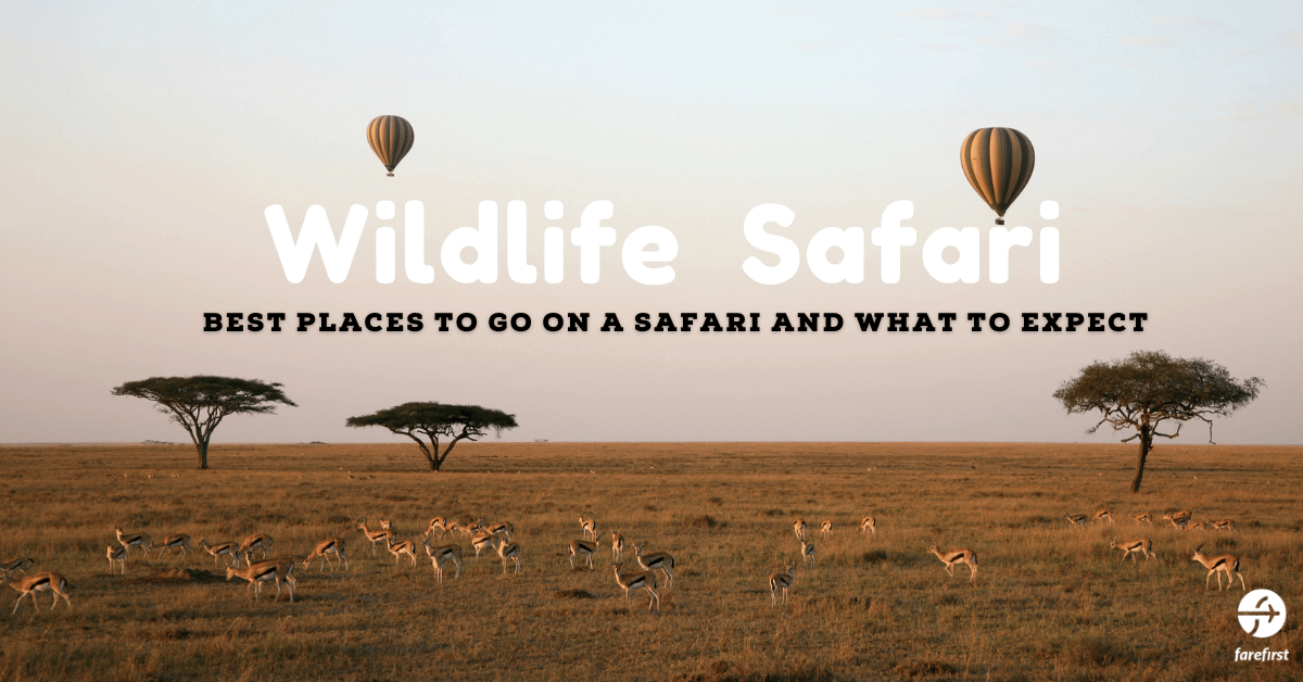 Wildlife Safari: Best Places to Go on a Safari and What to Expect